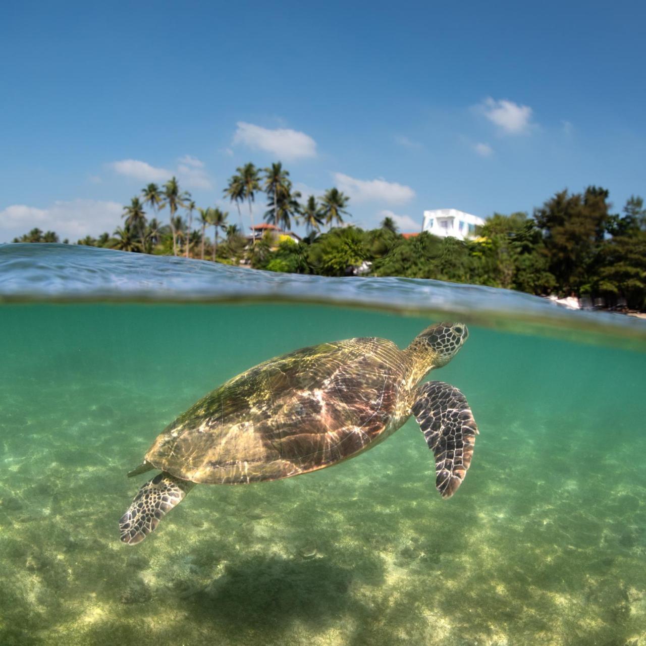 ホテル Beach Paradise マータラ エクステリア 写真